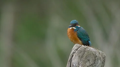 Kingfisher female on post Video stock 297705448