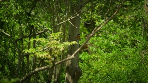 The Kingfisher flies off into the forest Stock Footage 332787361