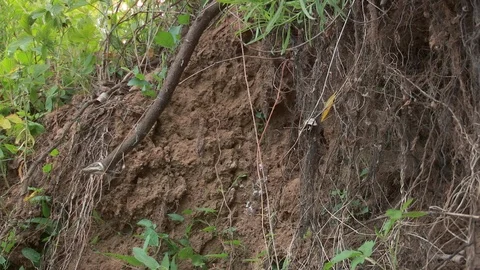 Kingfisher flies into the hole Stock Footage 109299833