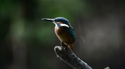 Kingfisher flies to a perch in the rain 스톡 동영상 59974100