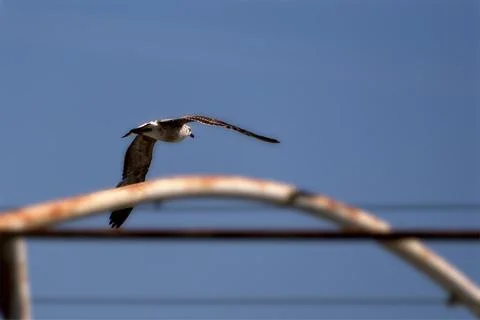 A kingfisher in flight Foto stock