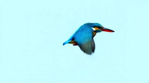 Kingfisher flying on green background 動画素材 318864286