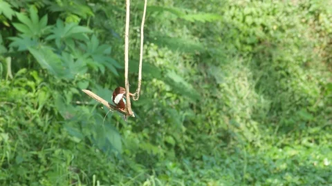 Kingfisher flying from the tree branch Stock Footage 102128191