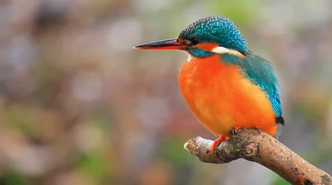 Kingfisher Stock Footage 8561769