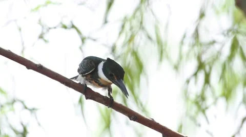 Kingfisher Stock-Footage 8995644