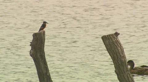 Kingfisher 库存影片 21905456