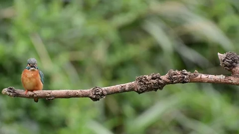 Kingfisher Stock Footage 80051212