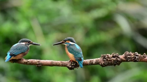 Kingfisher Stock-Footage 80051476