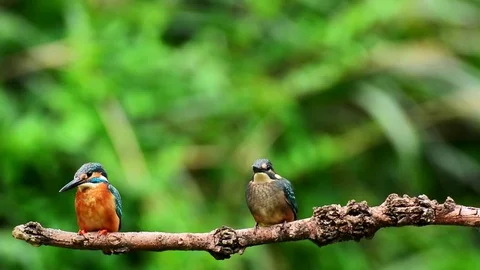 Kingfisher Stock-Footage 80051727