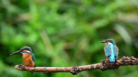 Kingfisher Stockbeeldmateriaal 80051839