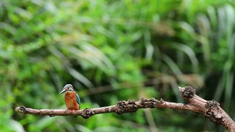 Kingfisher Vídeo Stock 80052116