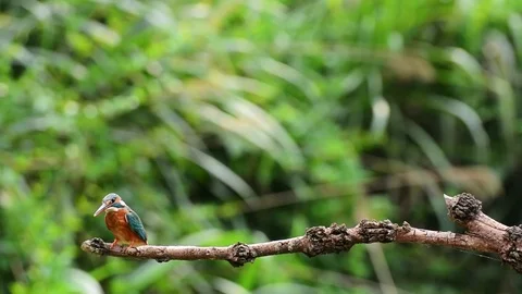 Kingfisher Stock-Footage 80052616