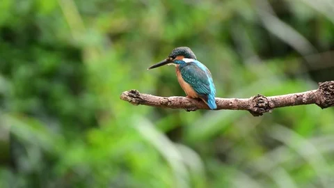 Kingfisher Stock-Footage 80052843