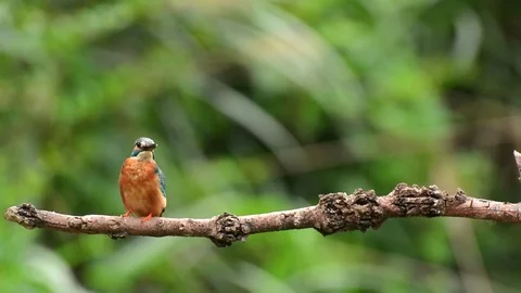 Kingfisher Stock-Footage 80052943