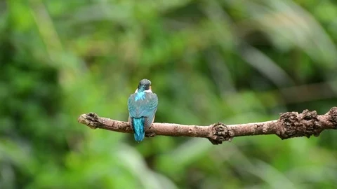 Kingfisher Stock-Footage 80053065