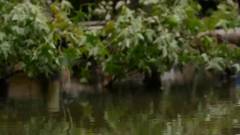 Kingfisher Stock-Footage 80053253