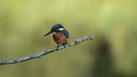 Kingfisher Stock Footage 97252136