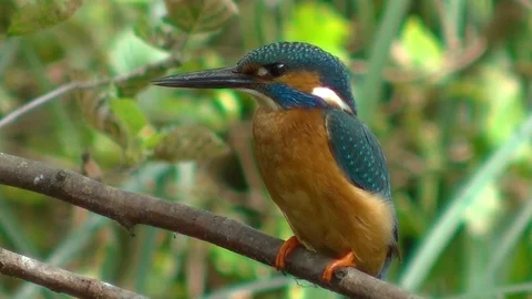 Kingfisher 库存影片 109234030