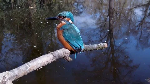 Kingfisher Stock Footage