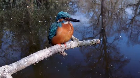 Kingfisher 库存影片 109413406