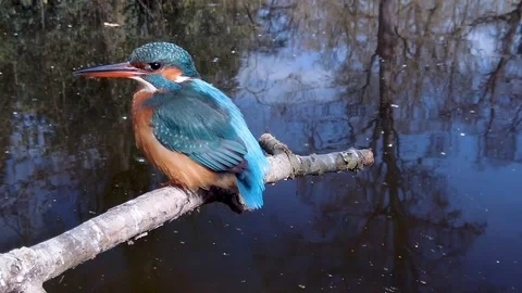 Kingfisher 库存影片 109414308