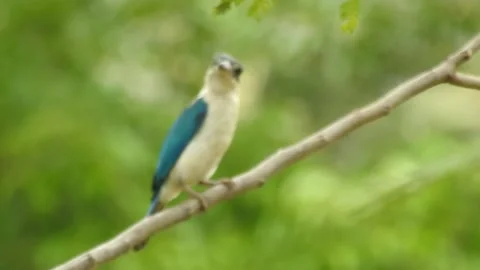 Kingfisher Video stock 155898337