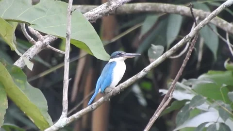 Kingfisher Video stock 155898367