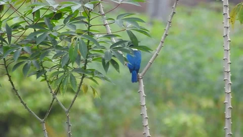 Kingfisher Video stock 155898379