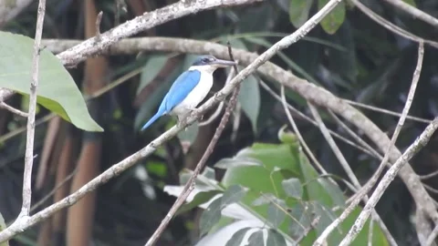 Kingfisher Video stock 155898384