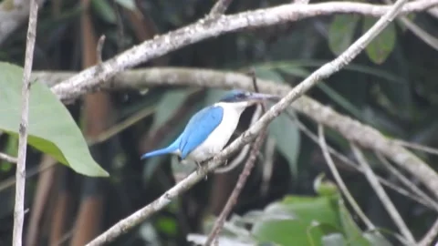 Kingfisher Stock Footage 155898391