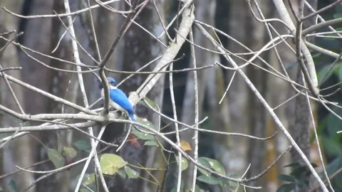 Kingfisher Video stock 155898395