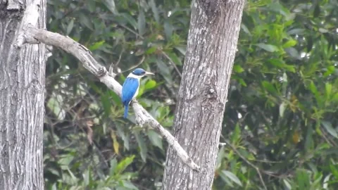 Kingfisher Video stock 155898402