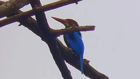 A kingfisher Stock Footage 239824754