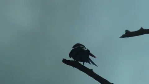 A kingfisher Stock Footage 241062263