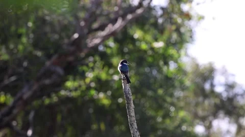 Kingfisher Stock Footage 280736994