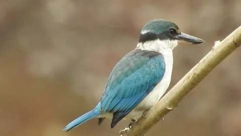 Kingfisher forrest wild bird ,birdwatching Stock Footage