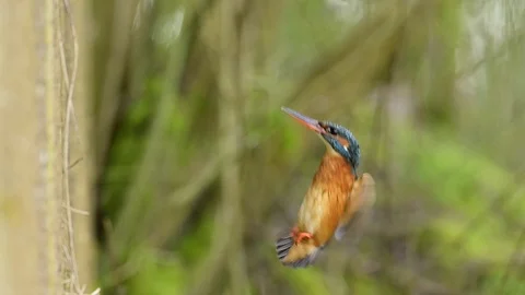 Kingfisher hovering in the air before it flies into the nest hole Video stock 126229341