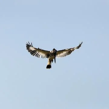 Kingfisher hovering Stock Photos