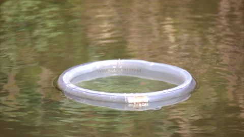 Kingfisher hunt Stock Footage 234248648
