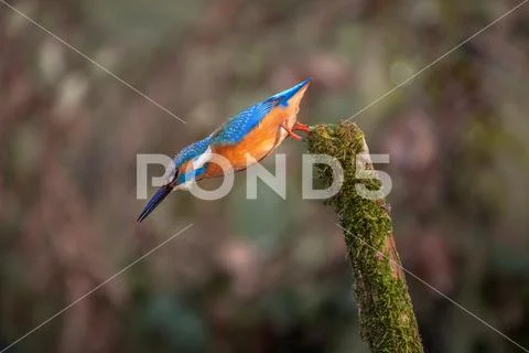 Kingfisher hunting for fish Stock Photos
