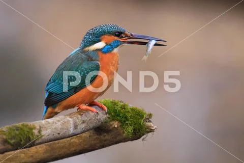 Kingfisher hunting for fish Stock Photos