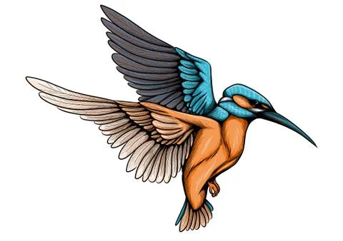 Kingfisher Illustrazione stock