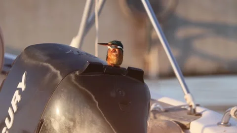 Kingfisher inside the harbour Stock Footage 303727745