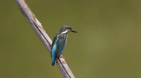 Kingfisher in Italy Stock Footage 66427776