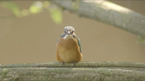 Kingfisher looking directly into the camera Stock Footage 213294607