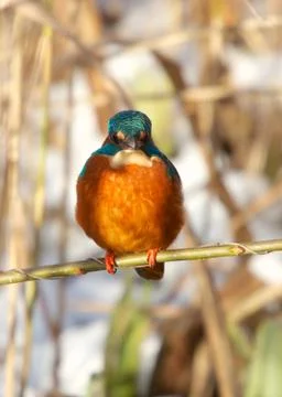 Kingfisher looking Stock Photos