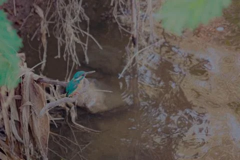 Kingfisher looking into a stream Stock Photos