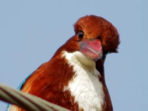 Kingfisher looking at you Vídeos de archivo 91134852