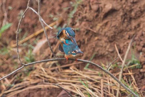 Kingfisher Mating Bird Stock-Fotos