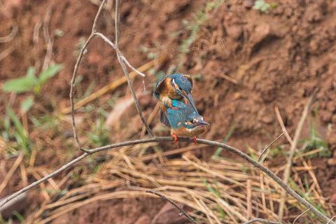 Kingfisher Mating Foto stock
